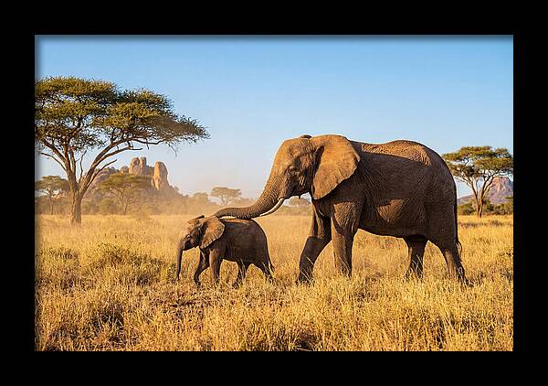 African Elephants In Golden Grasslands