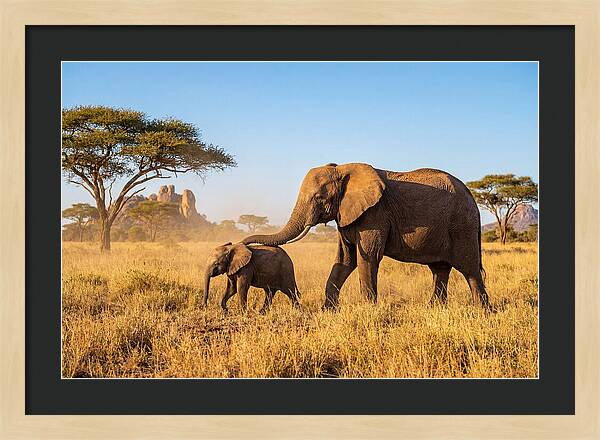 African Elephants In Golden Grasslands