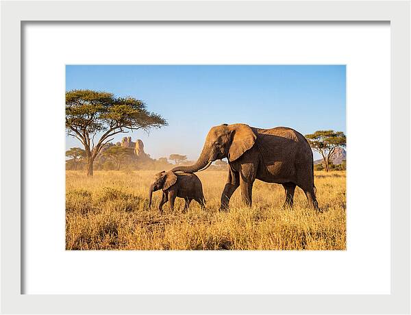African Elephants In Golden Grasslands