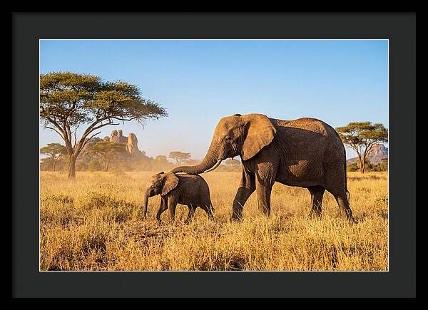 African Elephants In Golden Grasslands