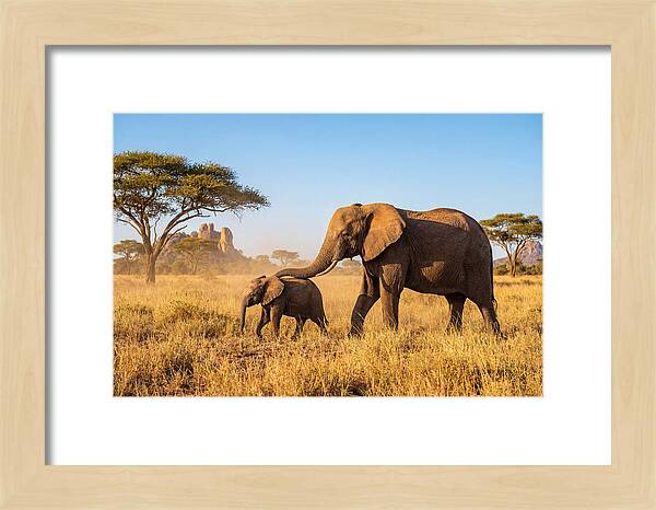 African Elephants In Golden Grasslands
