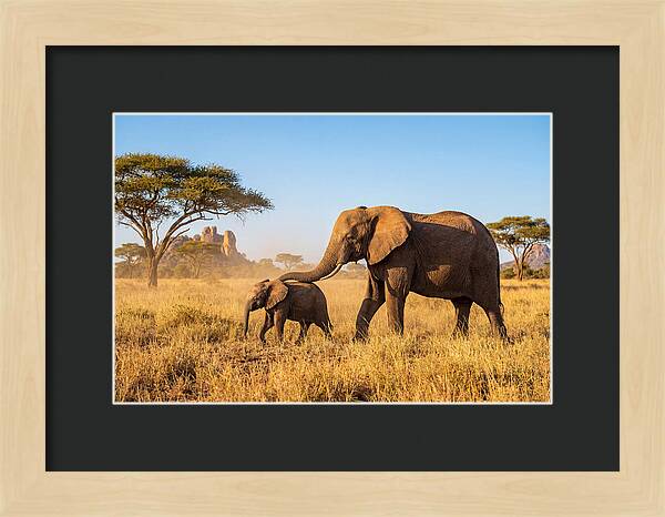 African Elephants In Golden Grasslands