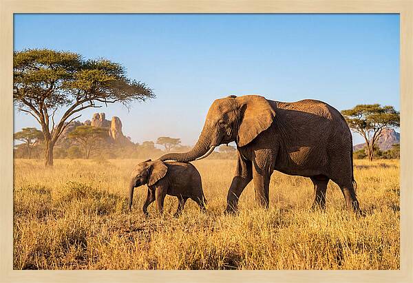 African Elephants In Golden Grasslands