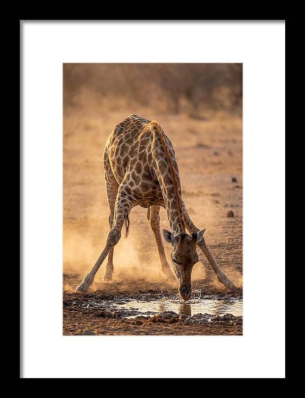African Giraffe At Waterhole