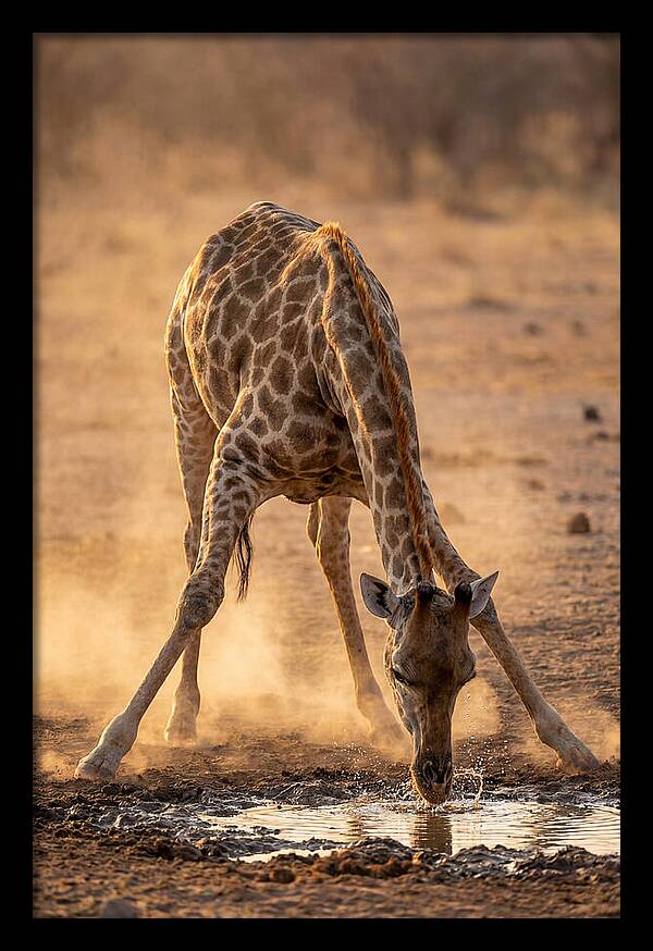 African Giraffe At Waterhole