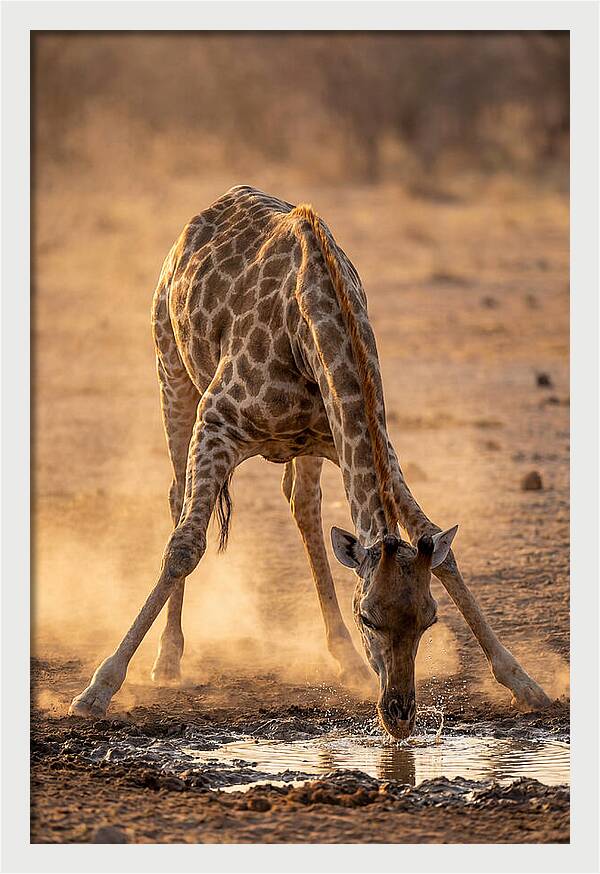 African Giraffe At Waterhole