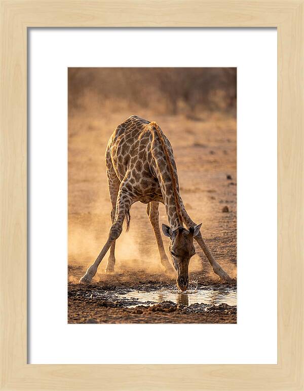 African Giraffe At Waterhole