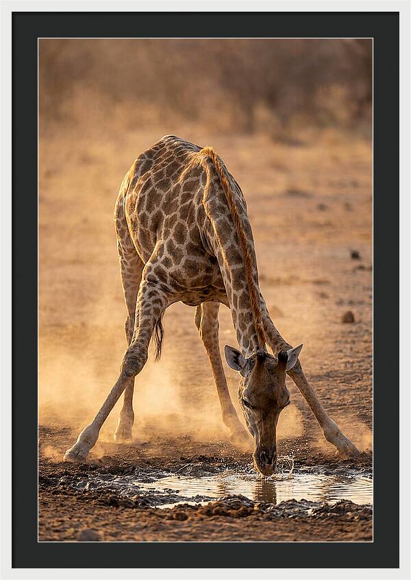 African Giraffe At Waterhole