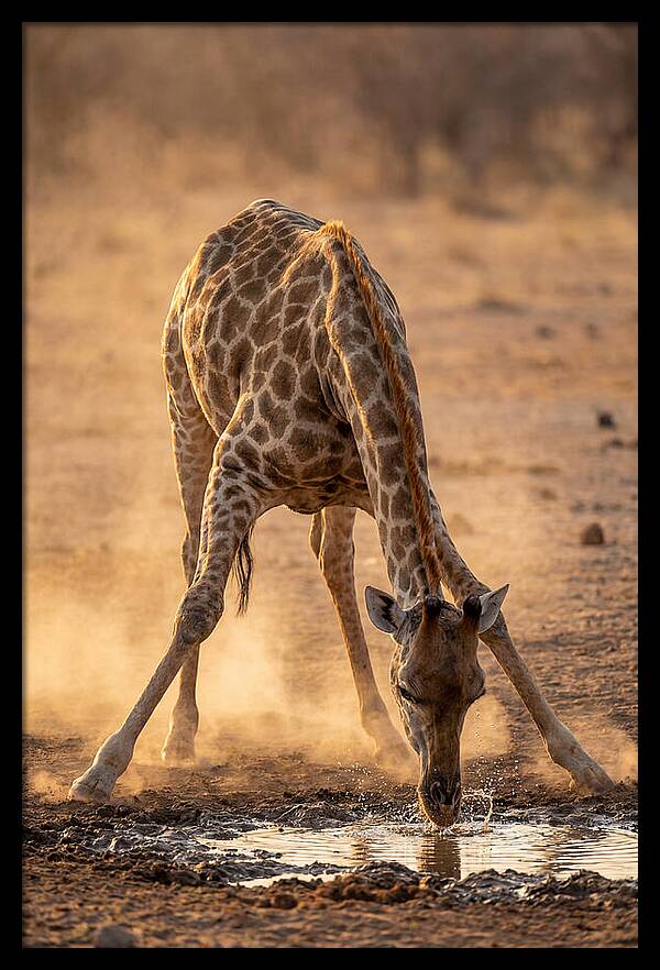 African Giraffe At Waterhole