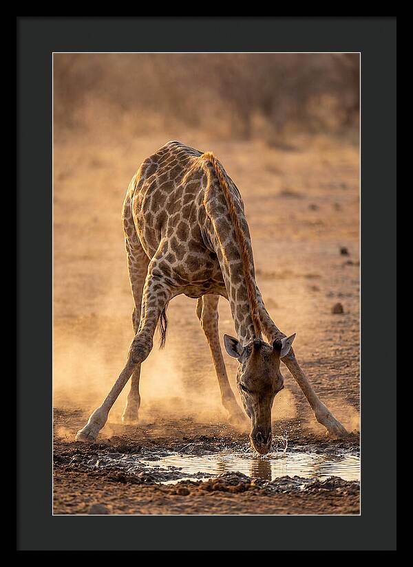 African Giraffe At Waterhole