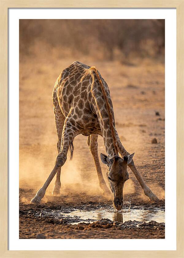 African Giraffe At Waterhole