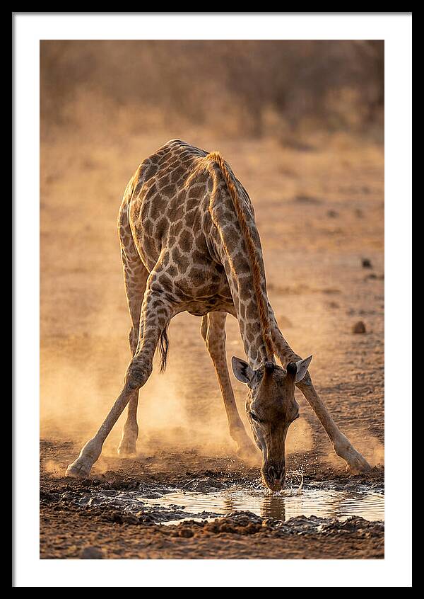 African Giraffe At Waterhole