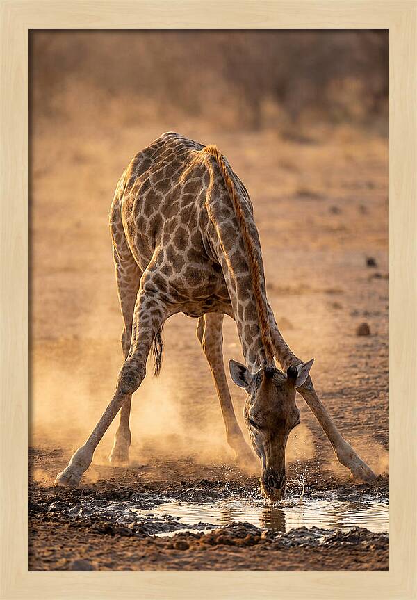 African Giraffe At Waterhole