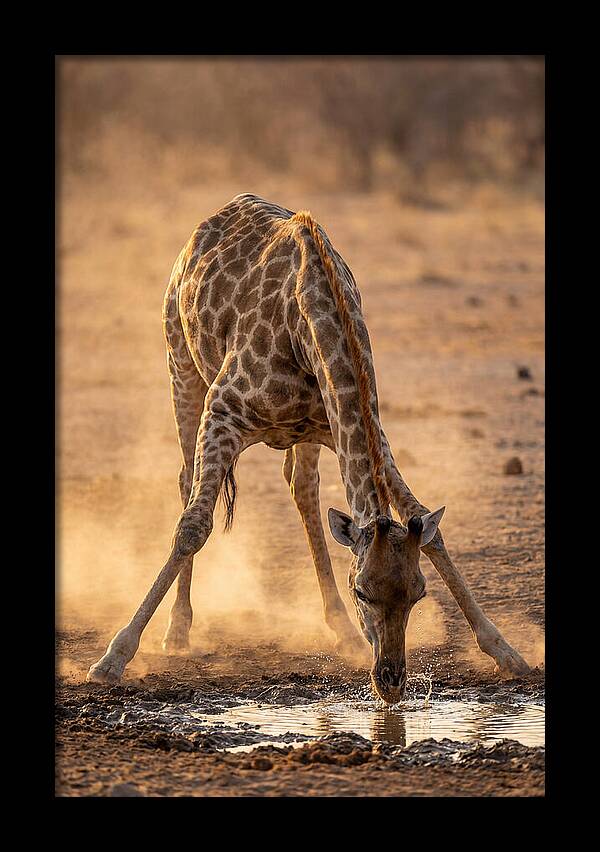 African Giraffe At Waterhole