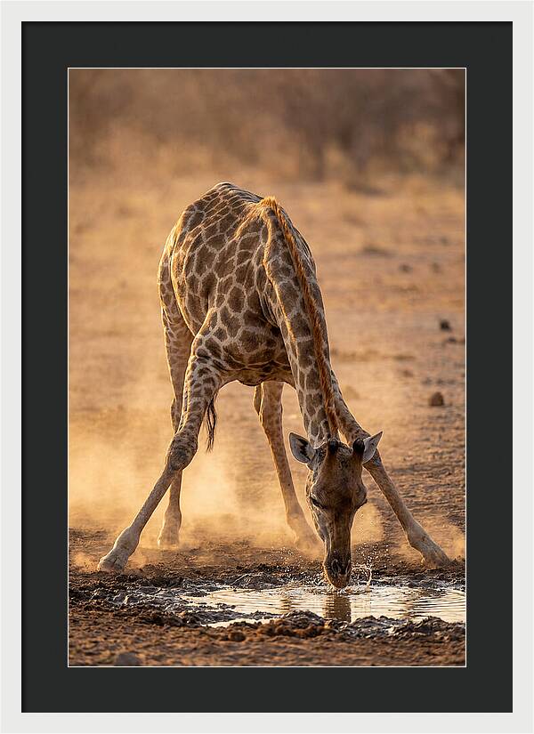 African Giraffe At Waterhole