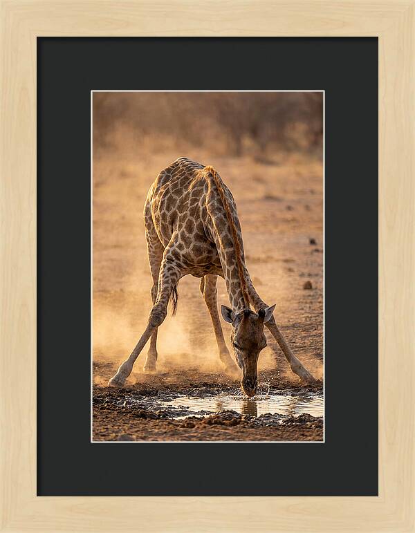 African Giraffe At Waterhole