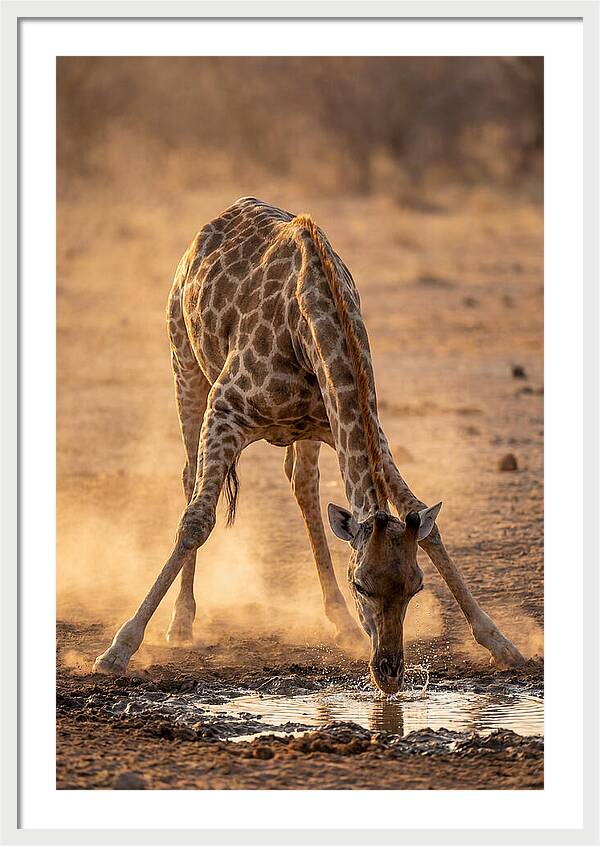 African Giraffe At Waterhole