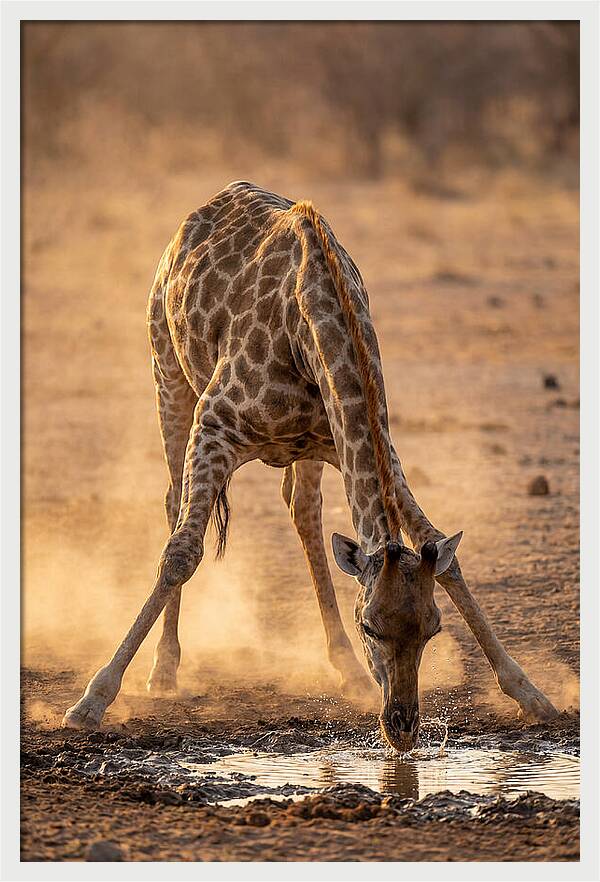 African Giraffe At Waterhole