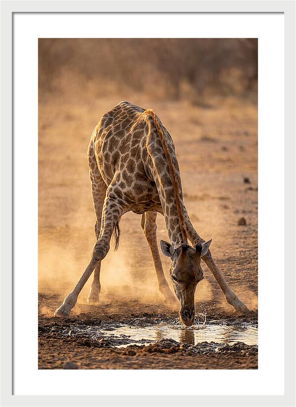 African Giraffe At Waterhole