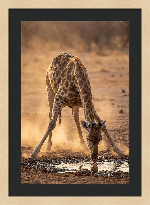 African Giraffe At Waterhole