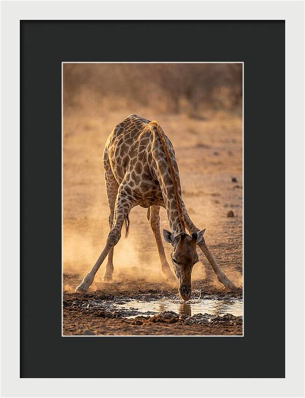 African Giraffe At Waterhole