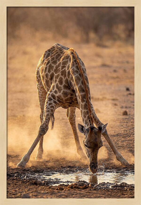 African Giraffe At Waterhole