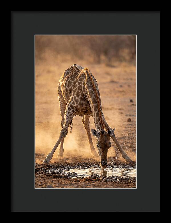 African Giraffe At Waterhole