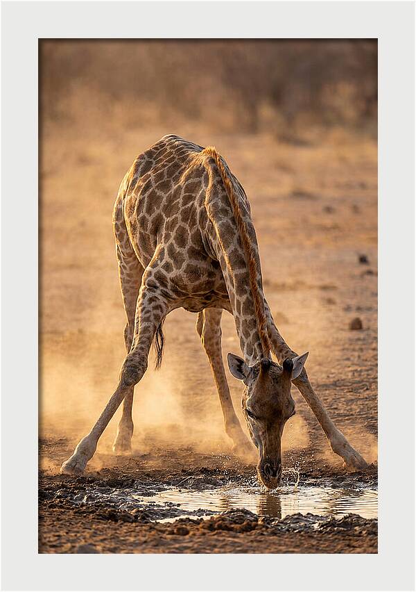 African Giraffe At Waterhole