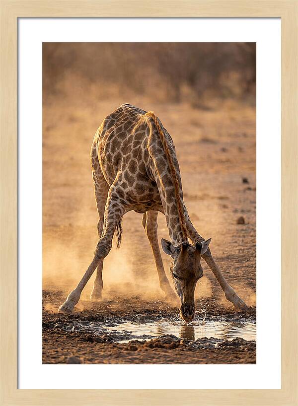 African Giraffe At Waterhole