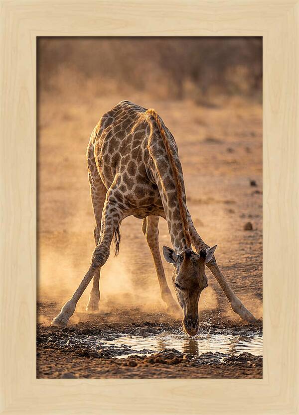 African Giraffe At Waterhole