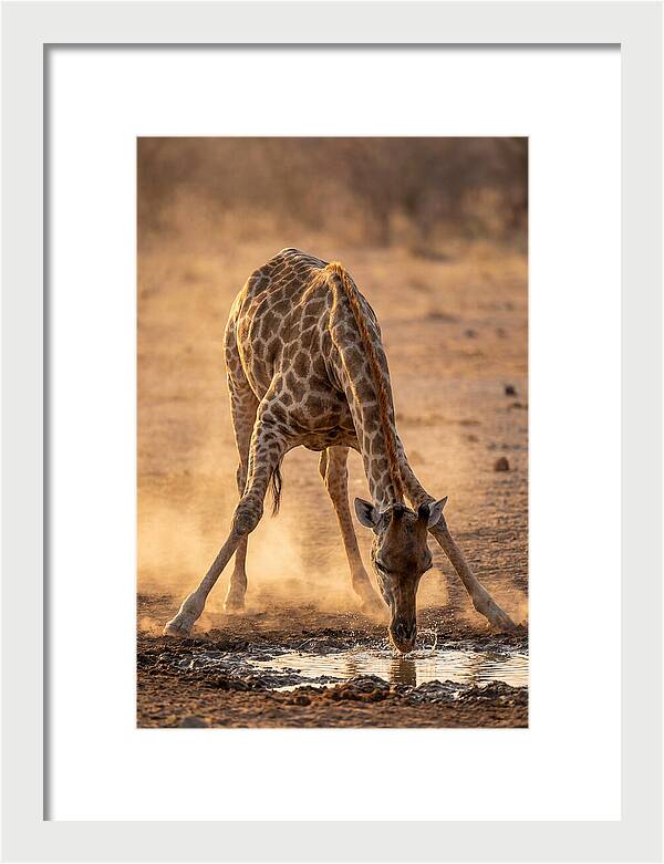 African Giraffe At Waterhole