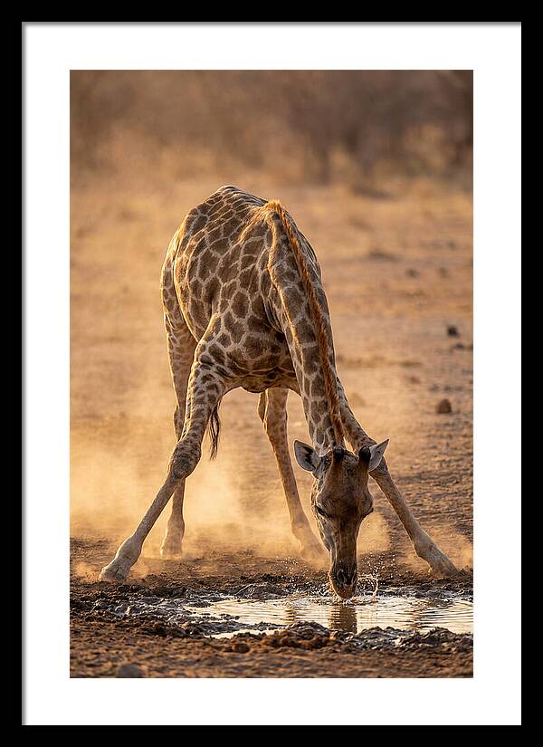 African Giraffe At Waterhole