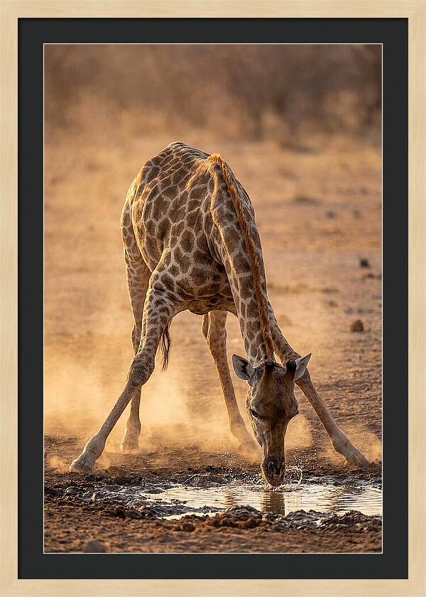 African Giraffe At Waterhole