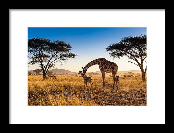 African Giraffe Mother And Baby