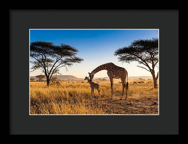 African Giraffe Mother And Baby