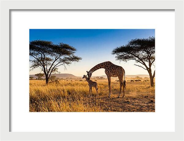 African Giraffe Mother And Baby