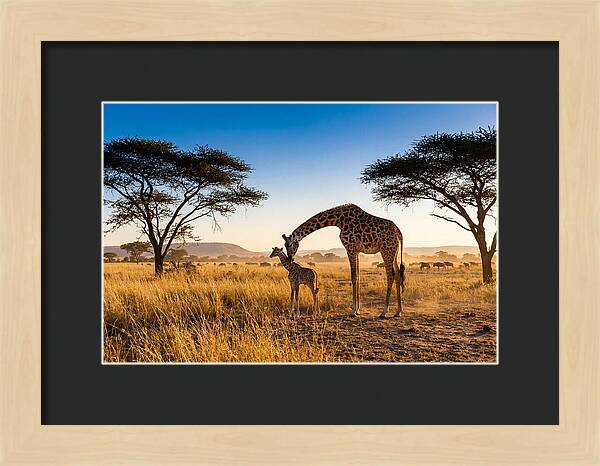 African Giraffe Mother And Baby