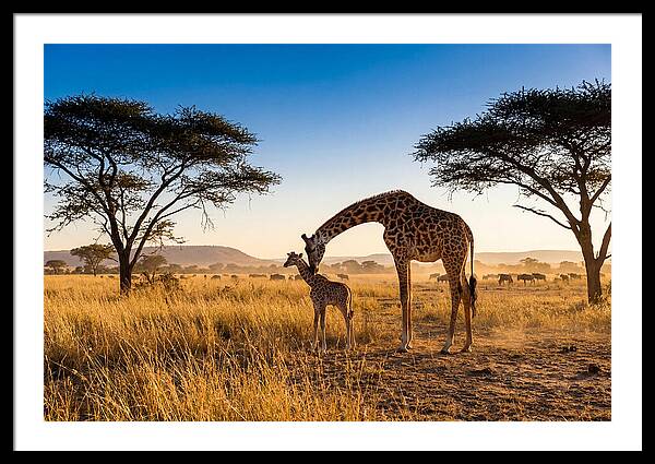 African Giraffe Mother And Baby