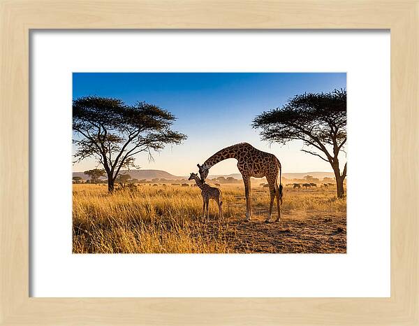 African Giraffe Mother And Baby
