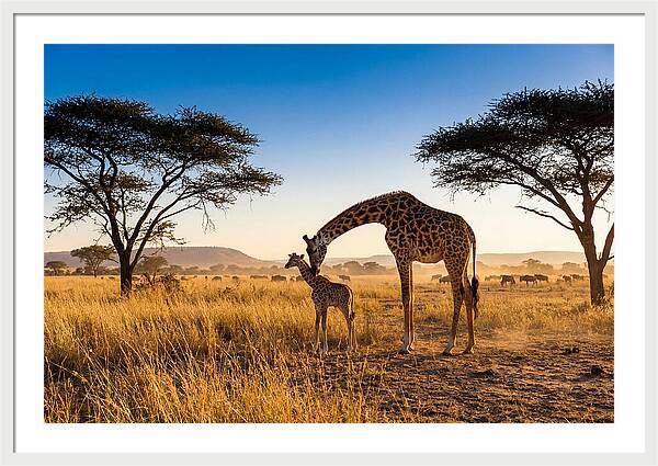 African Giraffe Mother And Baby