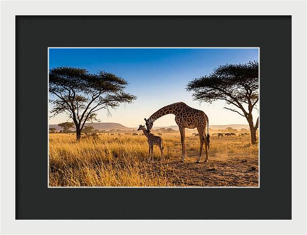 African Giraffe Mother And Baby