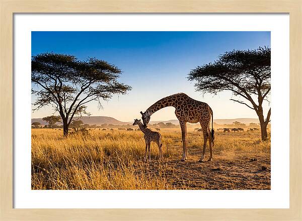 African Giraffe Mother And Baby