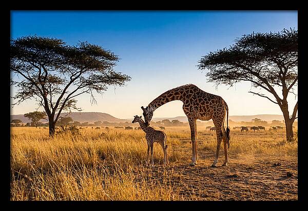 African Giraffe Mother And Baby