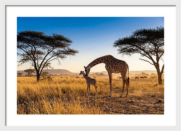 African Giraffe Mother And Baby