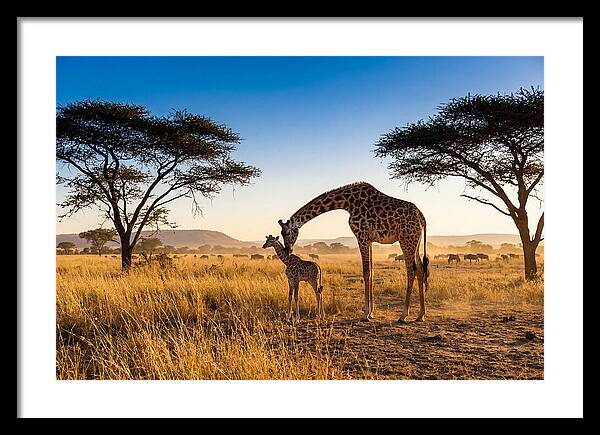 African Giraffe Mother And Baby