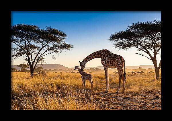 African Giraffe Mother And Baby