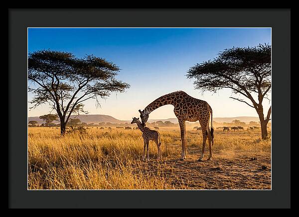 African Giraffe Mother And Baby