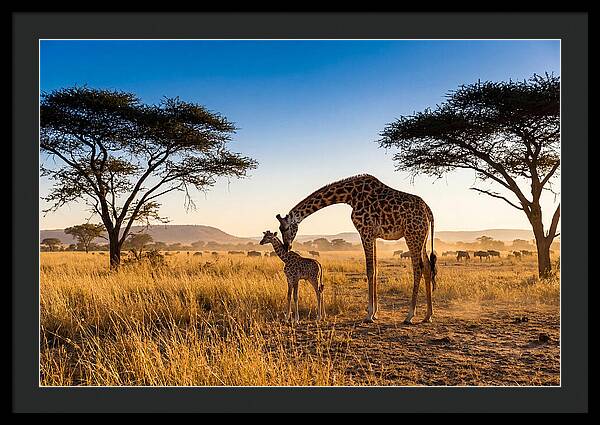 African Giraffe Mother And Baby