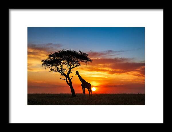 African Giraffe Silhouette At Sunset
