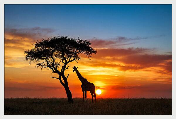 African Giraffe Silhouette At Sunset
